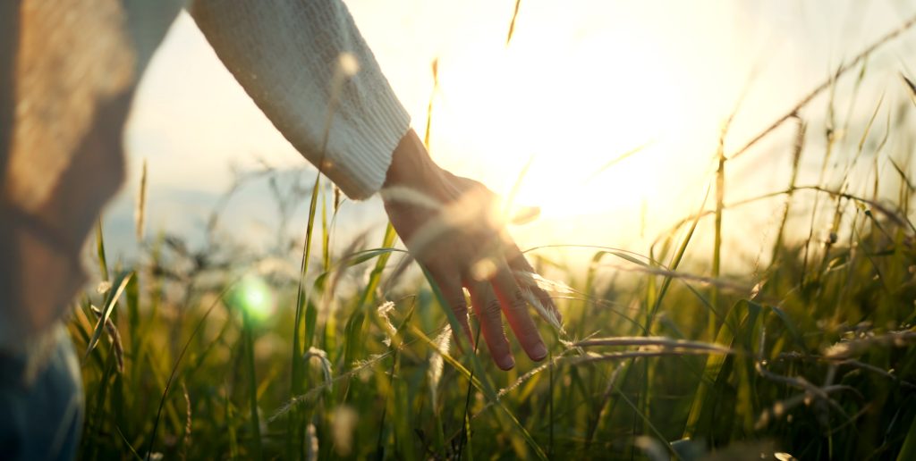 Hand of traveling woman touching meadow in the rays of the sunset summer, Female walks through the field in thick high grass.