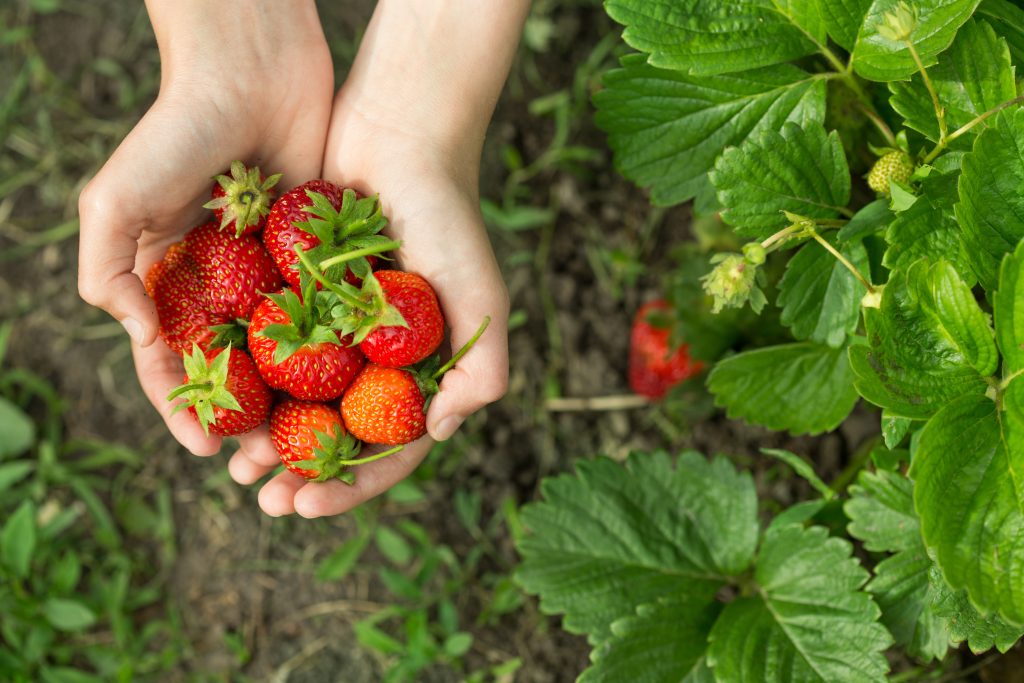 hands with fresh strawberries collected in the garden