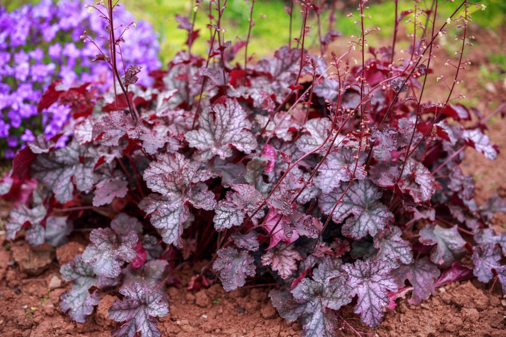 Beautiful flowering Heuchera Georgia Plum