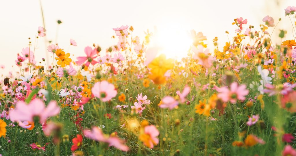 beautiful cosmos flower field