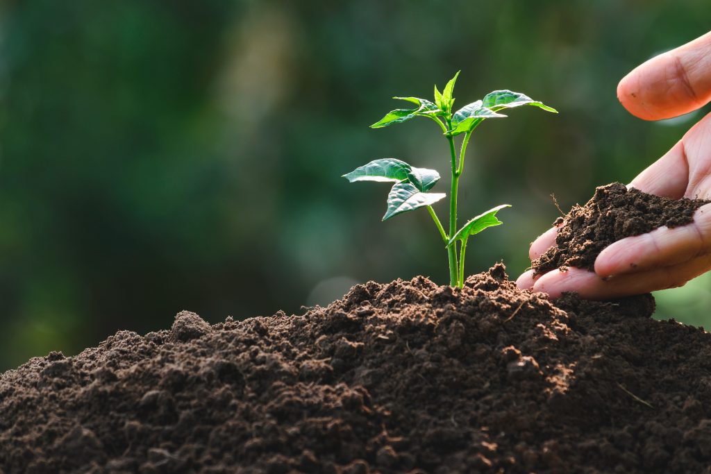 Closeup hand of person holding abundance soil with young plant in hand   for agriculture or planting peach nature concept.