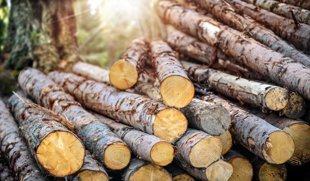 Forest pine and spruce trees. Log trunks pile,  the logging timber wood industry.