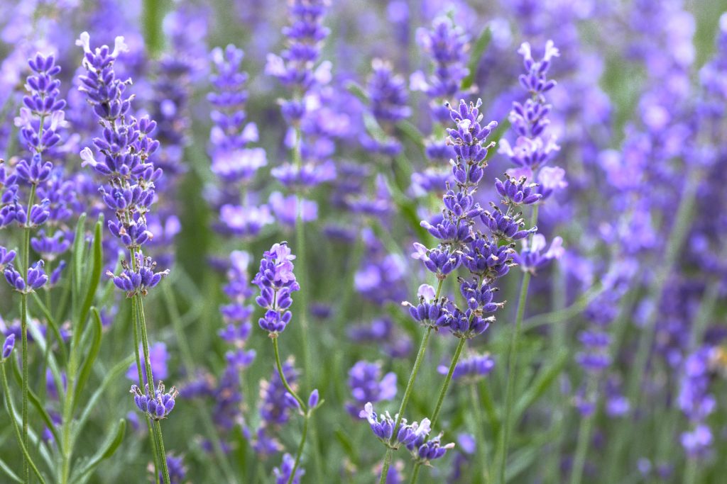 Provence - beautiful blooming lavender field. France