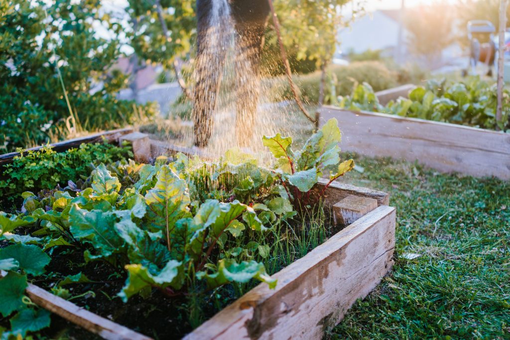 Woman watering vegetables in raised bed