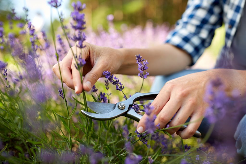 gardening, nature and people concept - young woman with pruner cutting and picking lavender flowers at summer garden