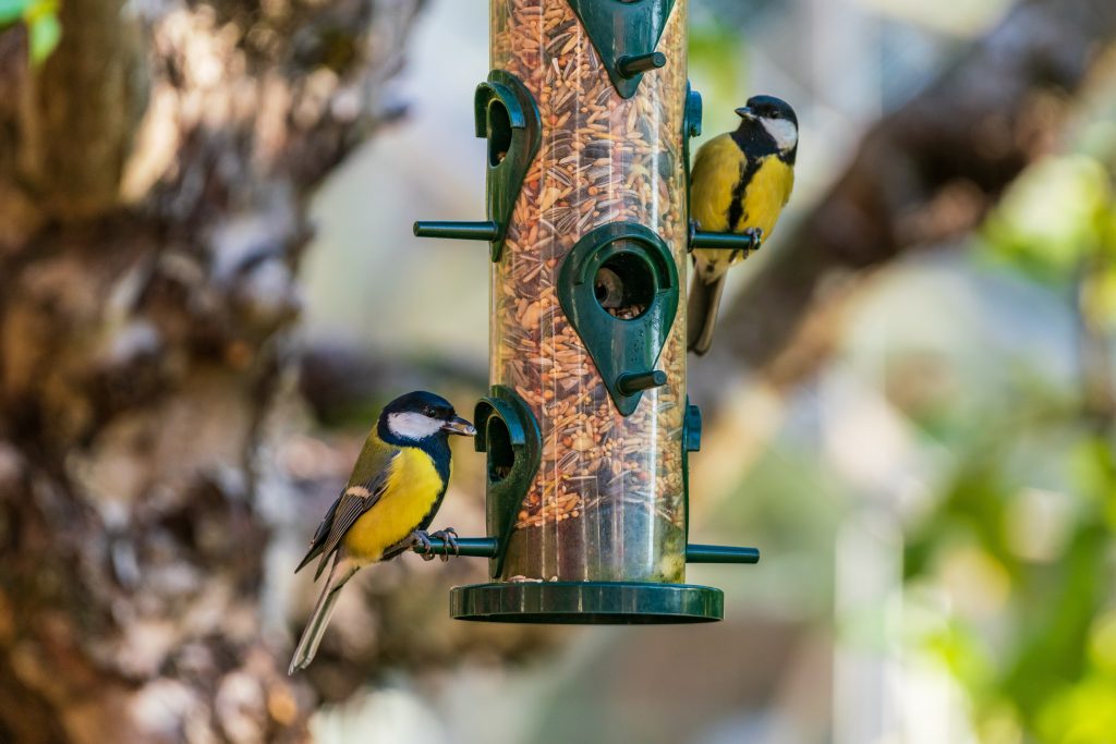 Close view of two great tit birds, Parus Major. Sitting on a bird feeder eating seeds