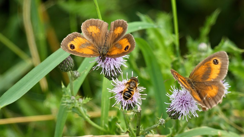 A beautiful shot of two gatekeeper butterflies and a bee on purple thistle flowers