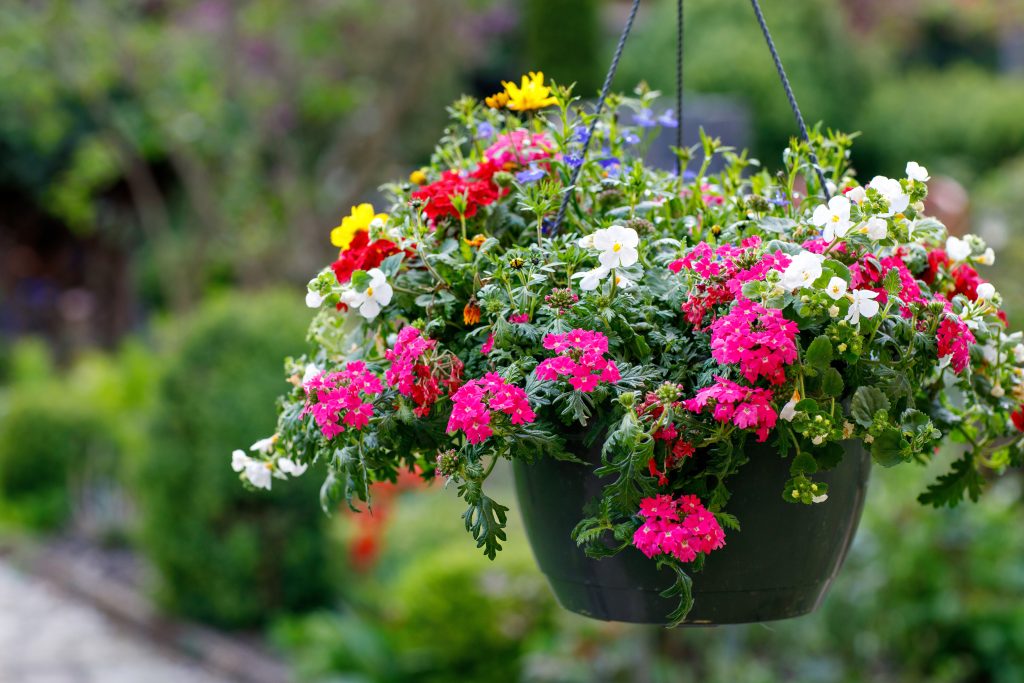 Pot of petunia flowers hanging on tree. Colorful summer flower in garden.