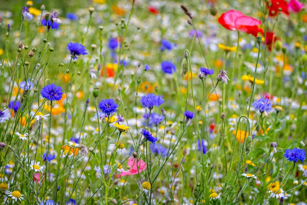 Close up of multi coloured wild flower garden