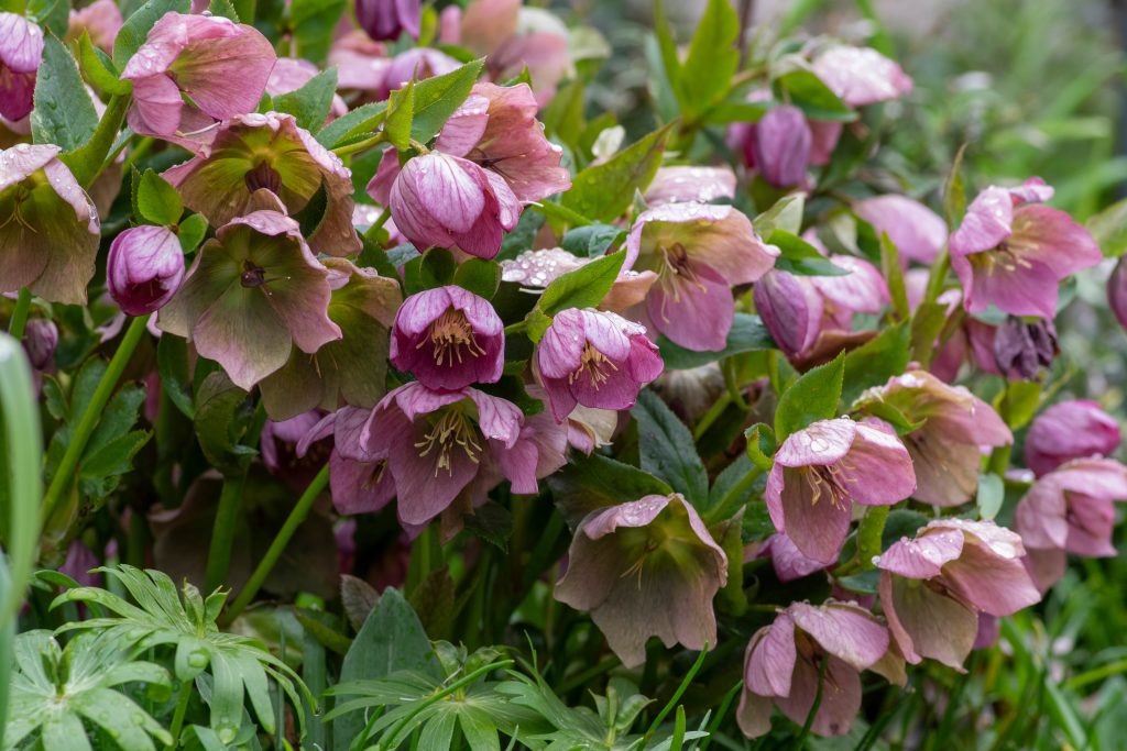 Helleborus purpurascens pink purple early spring flowering plant, beautiful flowers in bloom with green leaves, bunch of beautiful flowers