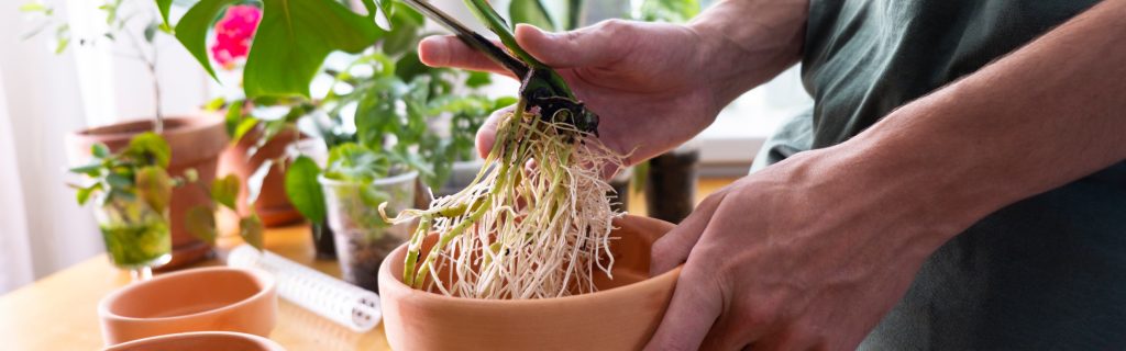 Banner. A young man hands holding Monstera deliciosa, Swiss cheese roots, sprouts to sort preparing to put in a clay flowerpot. Cultivation and caring for indoor potted plants