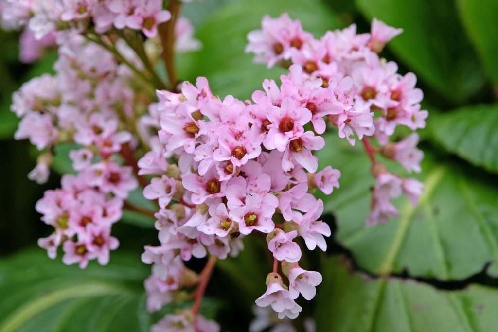 Bergenia Cordifolia ‘Michael Jungle Leaf’, elephant’s ears, in flower.