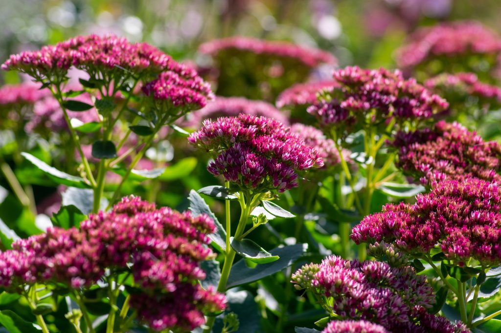 Hylotelephium sedum spectabile autumnal purple flowering ornamental plant, beautiful autumn joy stonecrop flowers in bloom, green leaves