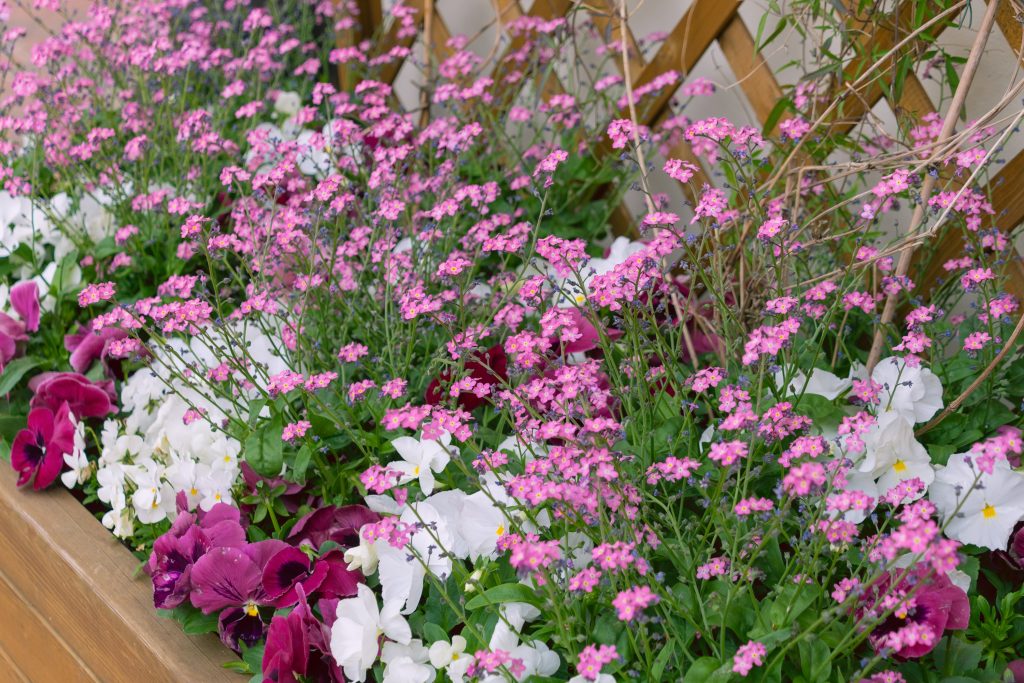 Beautiful flowerbed with colorful flowers. Floral background. Spring bloom.