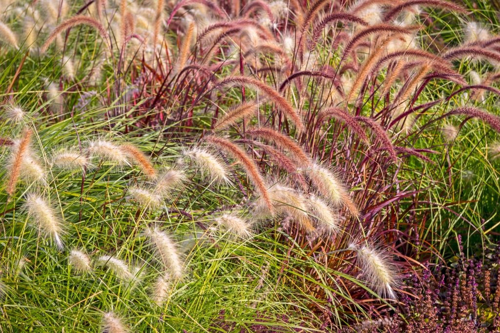 Different ornamental grasses in the garden.