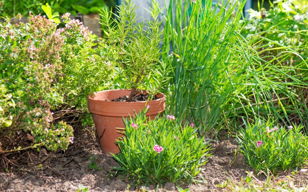 herbal plants and rosemary  growing in terra cotta flowerpot  in a garden