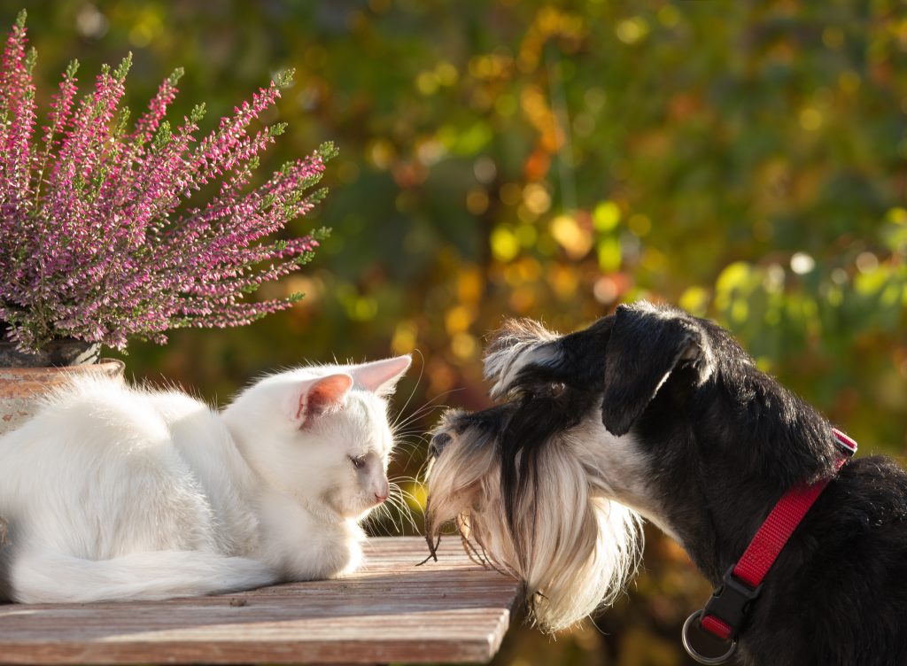 Cat and dog love. Little white kitty lying on table in garden and miniature schnauzer smelling her