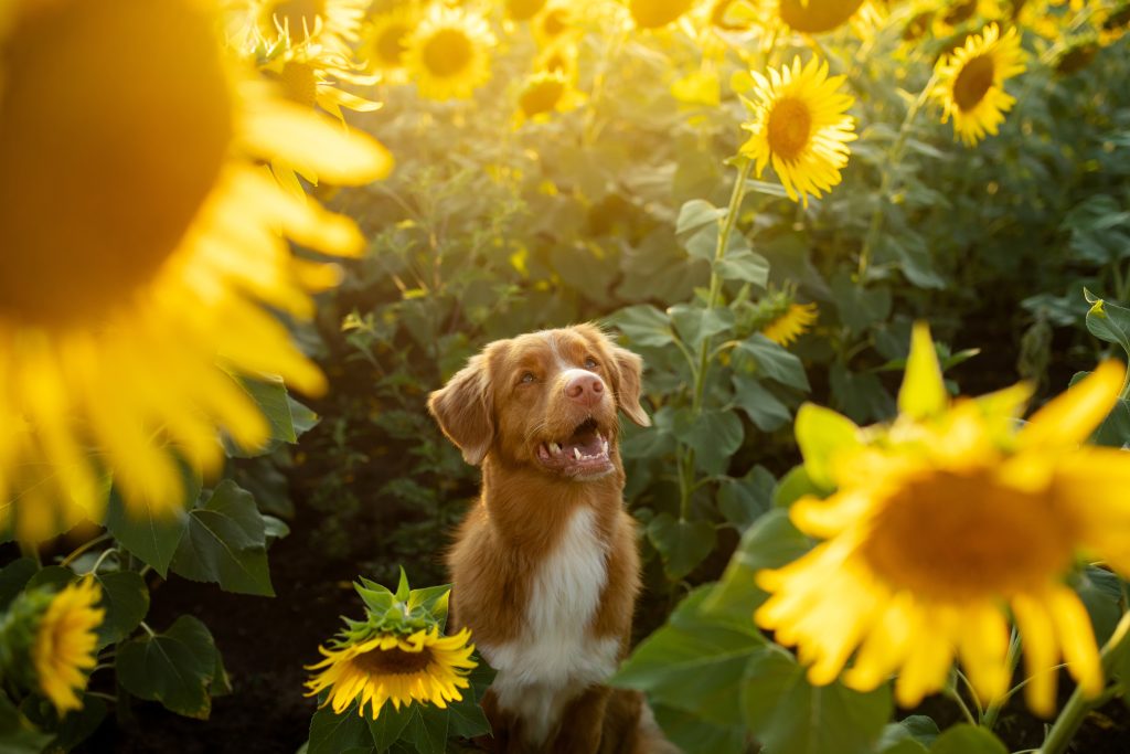 dog in a field of sunflowers. Nova Scotia Retriever, Toller in nature. Sunny happy pet