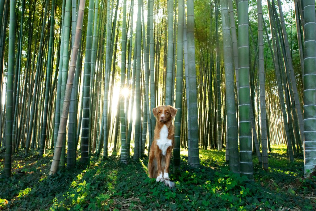 dog in the bamboo forest. Nova Scotia Duck Tolling Retriever in nature. Traveling with a pet. Toller at walk