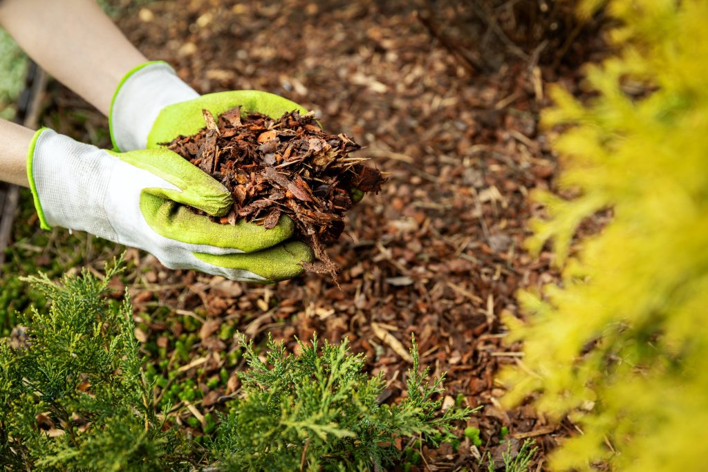 mulching garden conifer bed with pine tree bark mulch