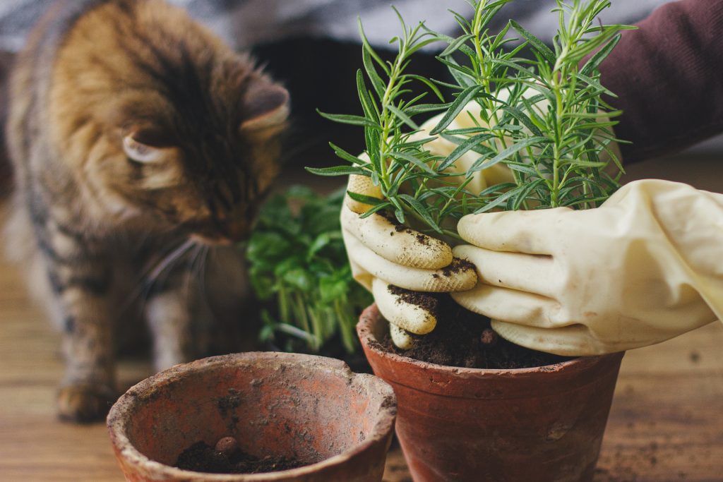 Woman hands in gloves potting rosemary plant in new pot and cute tabby cat helping on background of fresh basil plant in room. Repotting and cultivating aromatic herbs at home. Pets and plants