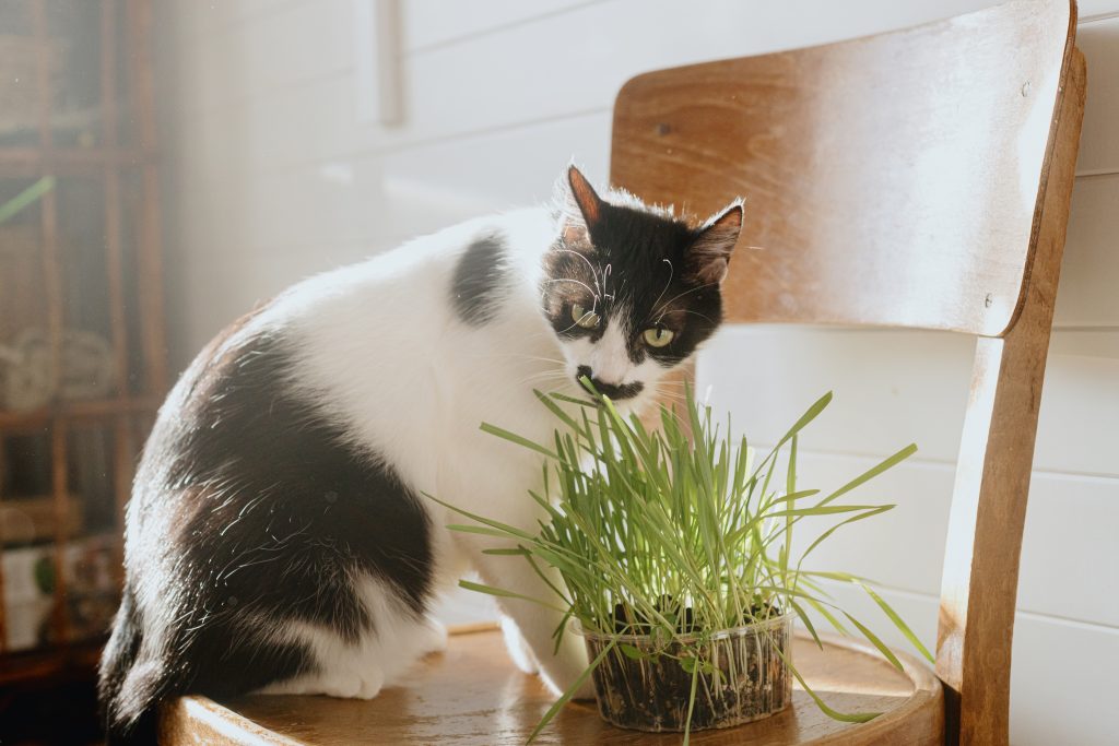 Cute cat eating grass on wooden chair in sunny room. Adorable black and white kitty in sunlight tasting fresh green grass. Health care and vitamins for pets