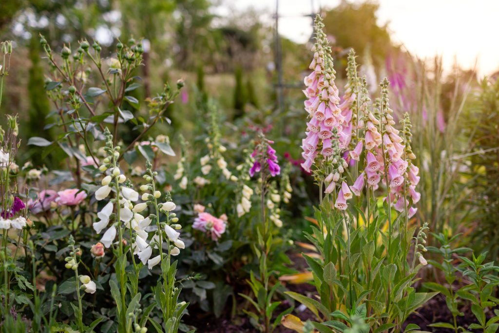 English cottage garden. Close up of pink white foxglove flowers blooming in summer garden by ornamental grasses, roses and other perennials. Digitalis in blossom.