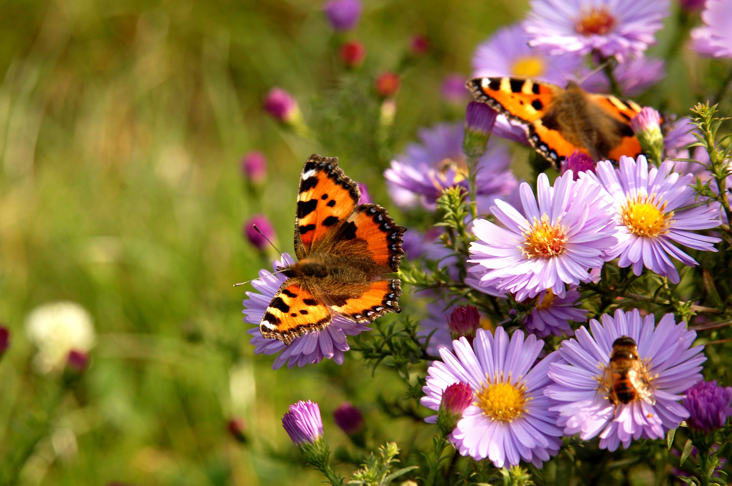 butterfly on flowers