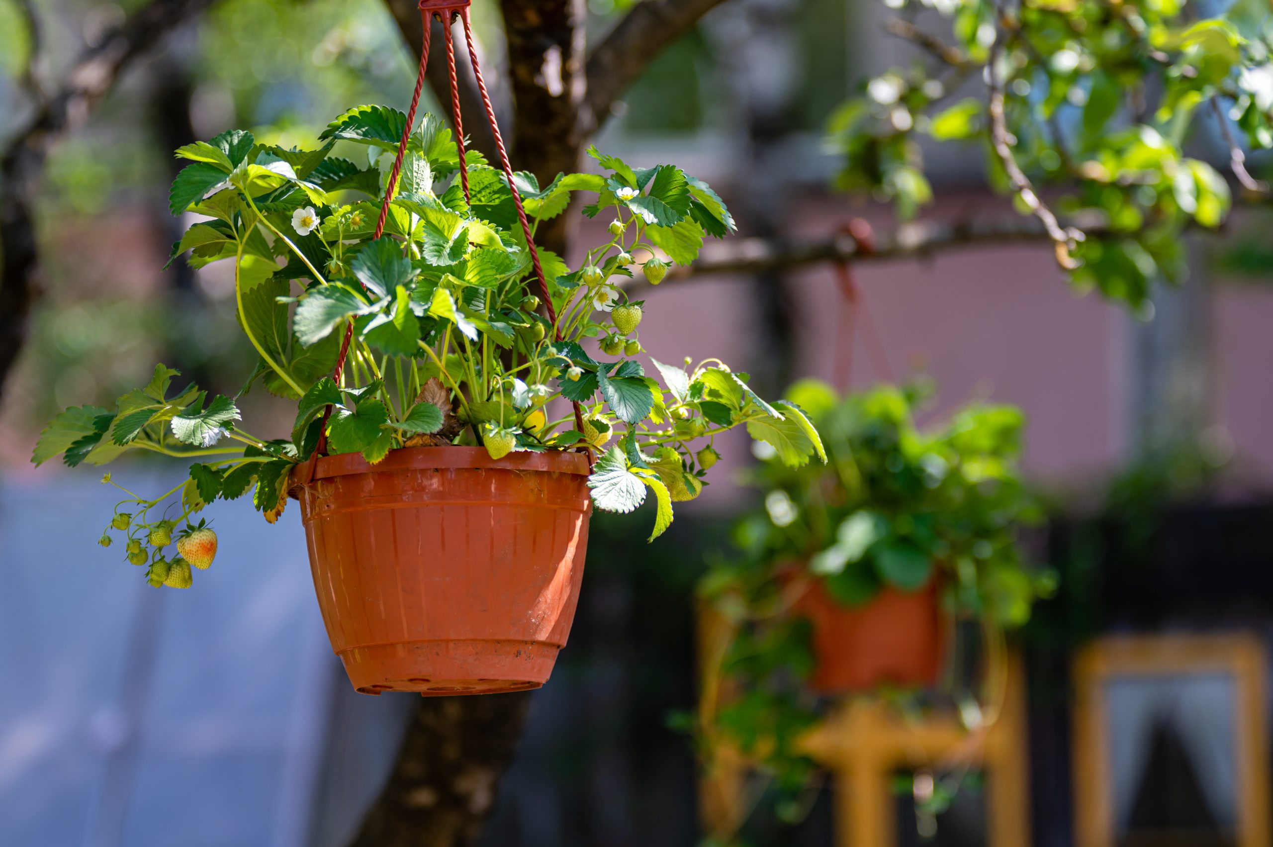 Fresh green strawberry plants in terracotta pots dangle from tree branches in sunlight.