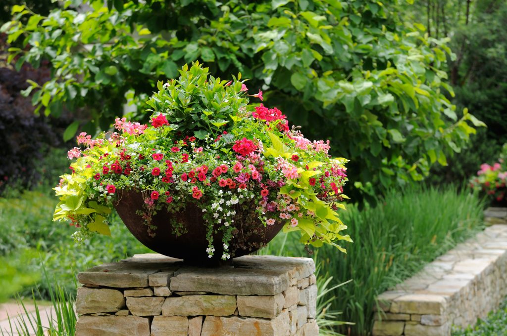 Container Garden on Stone Wall. Metal planter with geranium, calibrachoa (million bells) and sweet potato vine adding curb appeal to house entrance