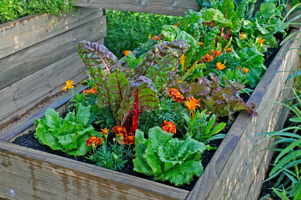 A raised bed of vegetables and flowers in a urban garden