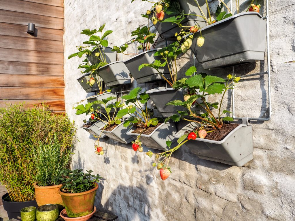 Rows of strawberry plants with ripe and unripe berries in a vertical garden hanging on a wall in a small patio