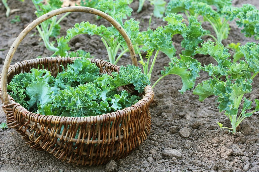 Young kale growing in the vegetable garden. Gardener picking leaves in basket .