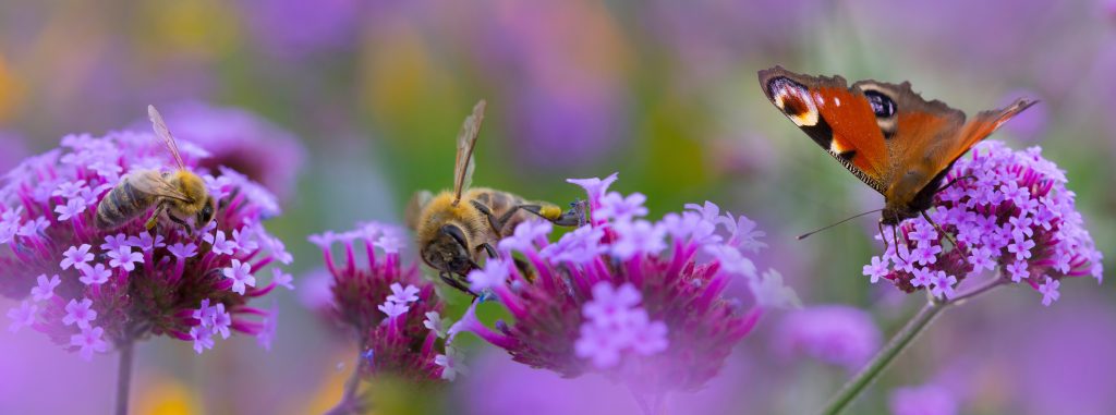 bees and butterfly on the flower garden