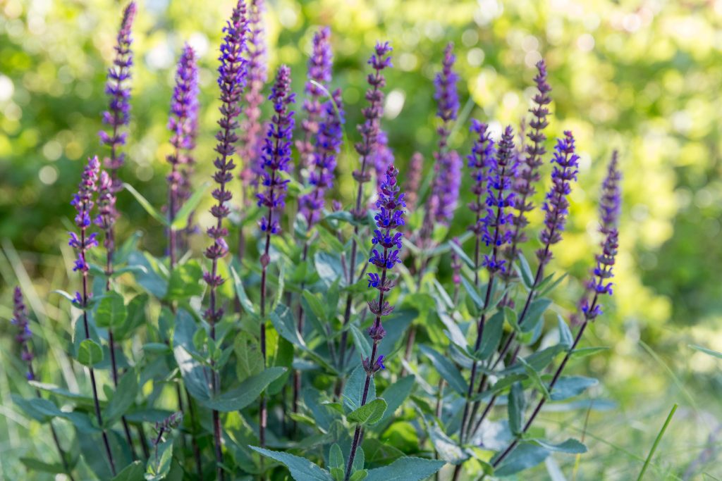 Background or Texture of Salvia nemorosa 'Caradonna' Balkan Clary in a Country Cottage Garden in a romantic rustic style. Latvia