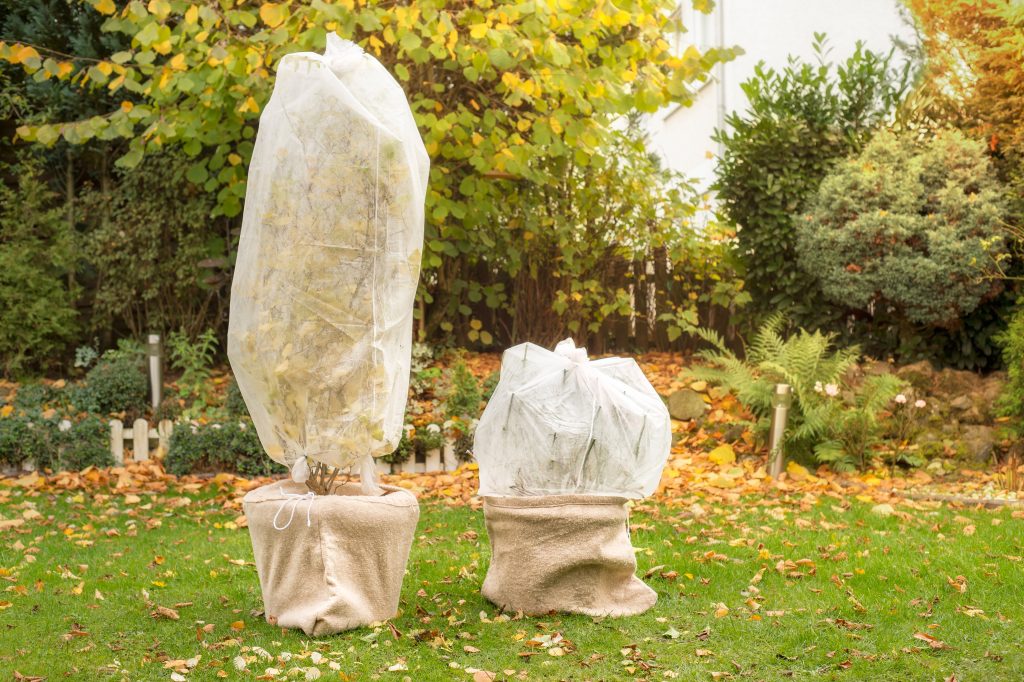 Tree in pot is wrapped in fleece for the winter. Autumn work in the garden.