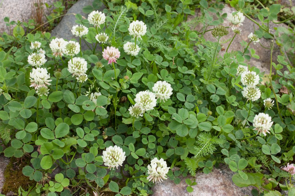 white creeping clover (Trifolium repens) among the stones