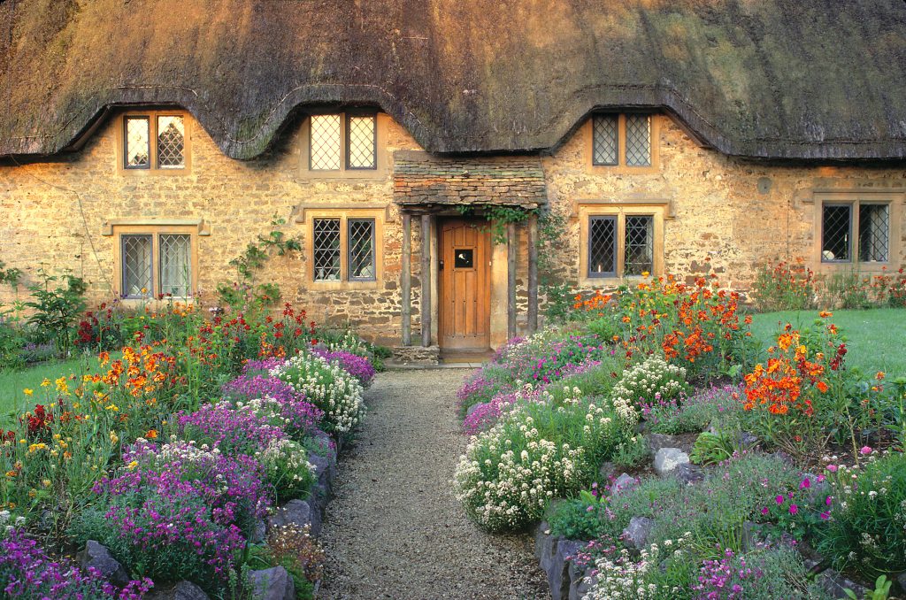 Europe, England, Chippenham. Early morning light warms the golden Cotswold stones of this thatched cottage near Chippenham, Wiltshire, England.