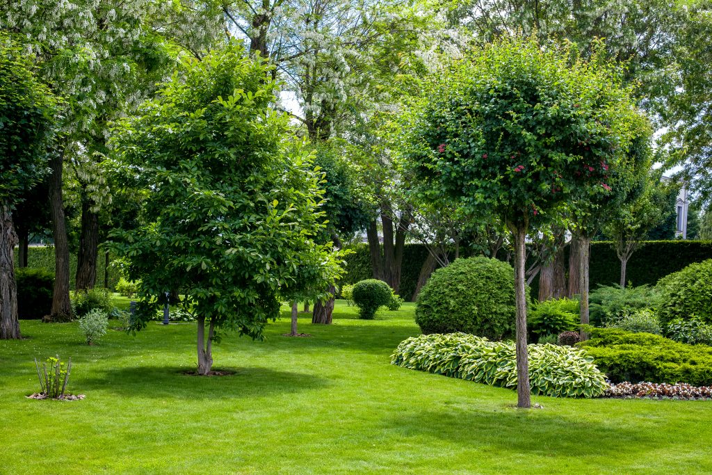 manicured park with green plants on a green lawn with a flower bed and trees in the garden for relaxation summer landscape, no one.