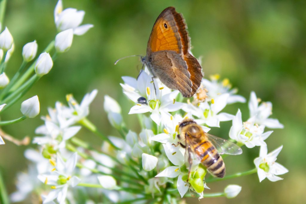 Honey bee Apis mellifera pollinating white flower on the background of a butterfly Coenonympha pamphilus close up macro on green blurred background