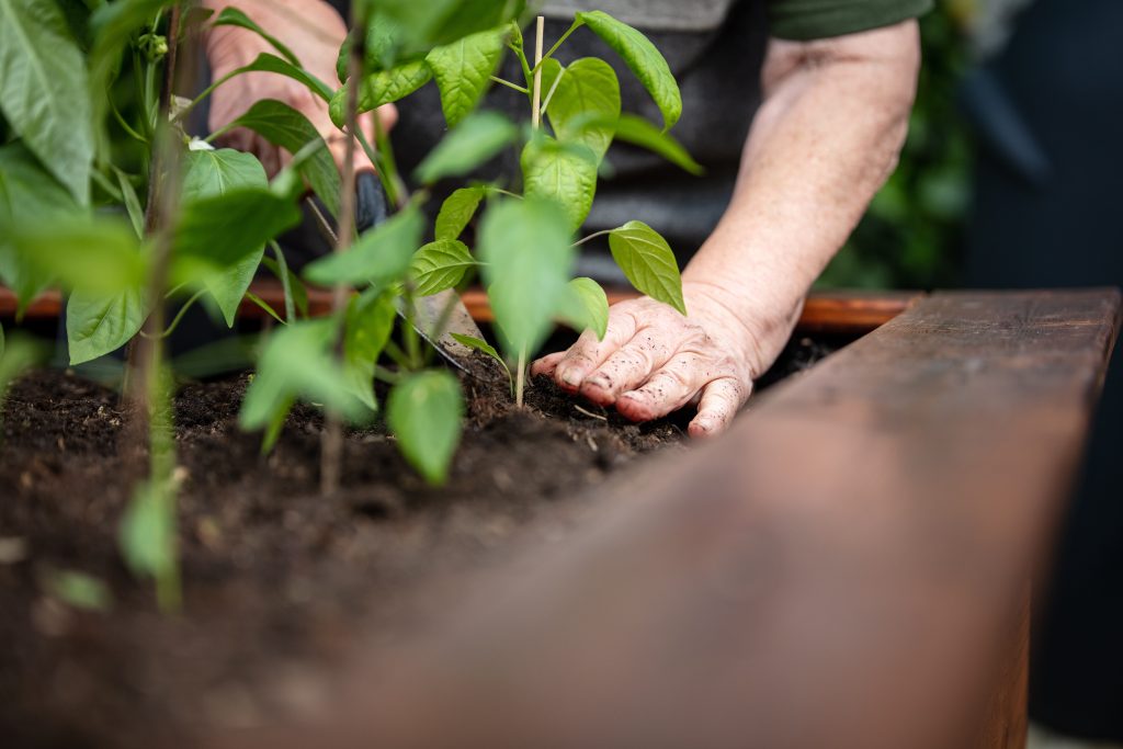 senior woman planting peppers seedlings in a raised gardening bed, retirement activity, healthy lifestyle