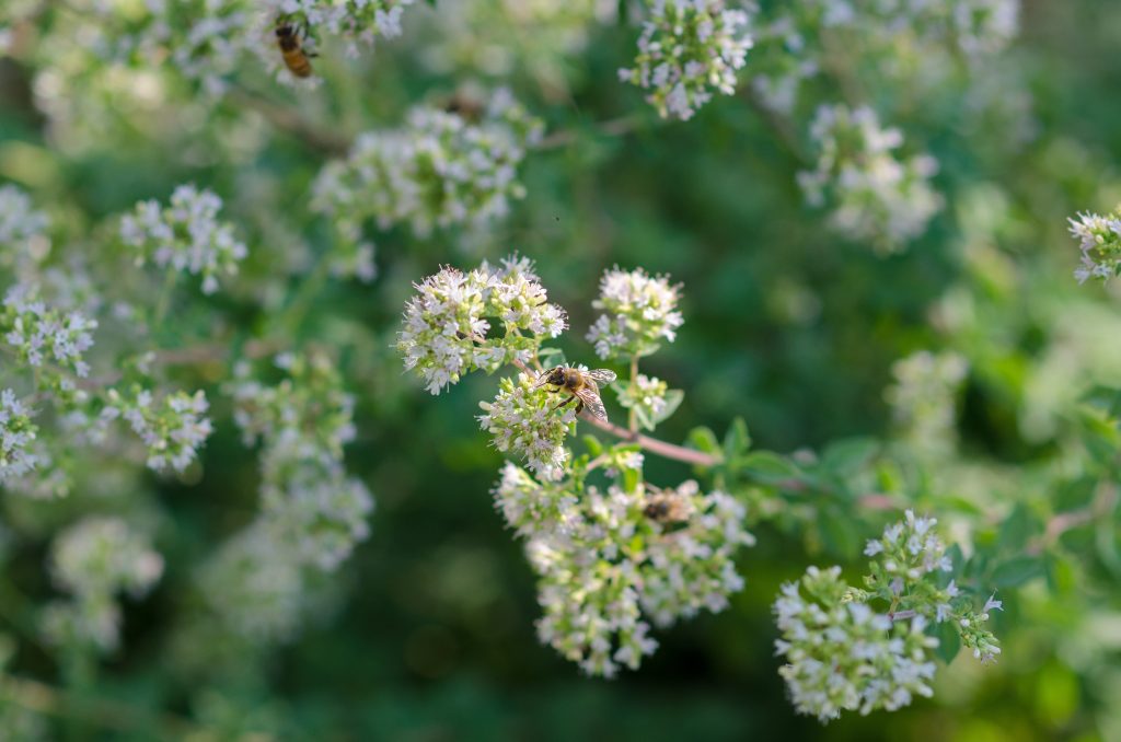 flowers and bees, especially oregano spice flowers with bees collecting nectar.