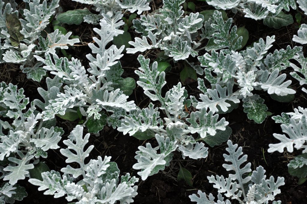 Gray green leaves of cineraria in macro. Exotic dusty miller plant close-up. Natural background of cineraria maritima. Silver dust herb.