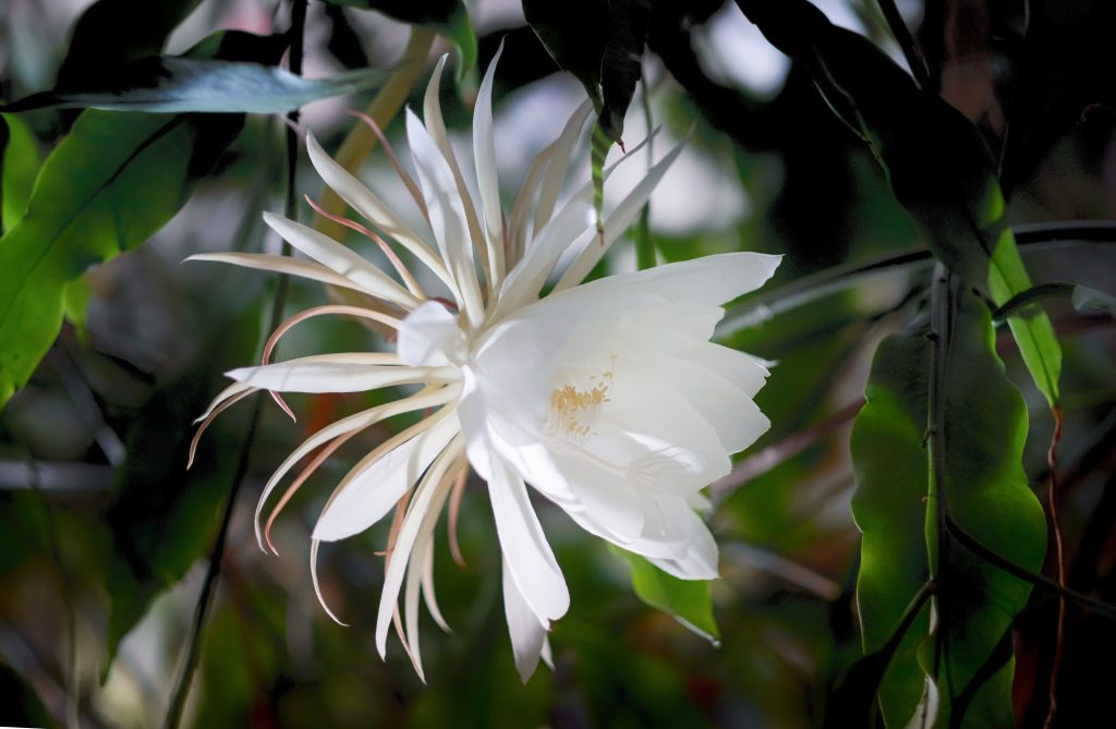 a white blossom of the queen of the night (Epiphyllum oxypetalum) Cactus plant, night blooming, with charming, bewitchingly fragrant large white flowers.