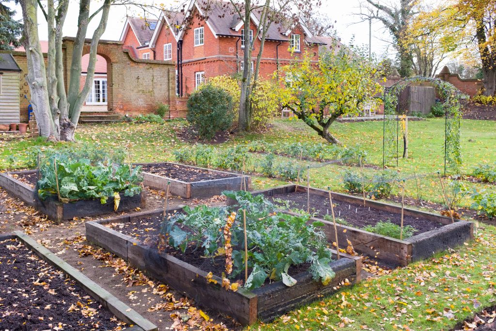 Victorian garden in Autumn in the UK with vegetables growing in raised beds