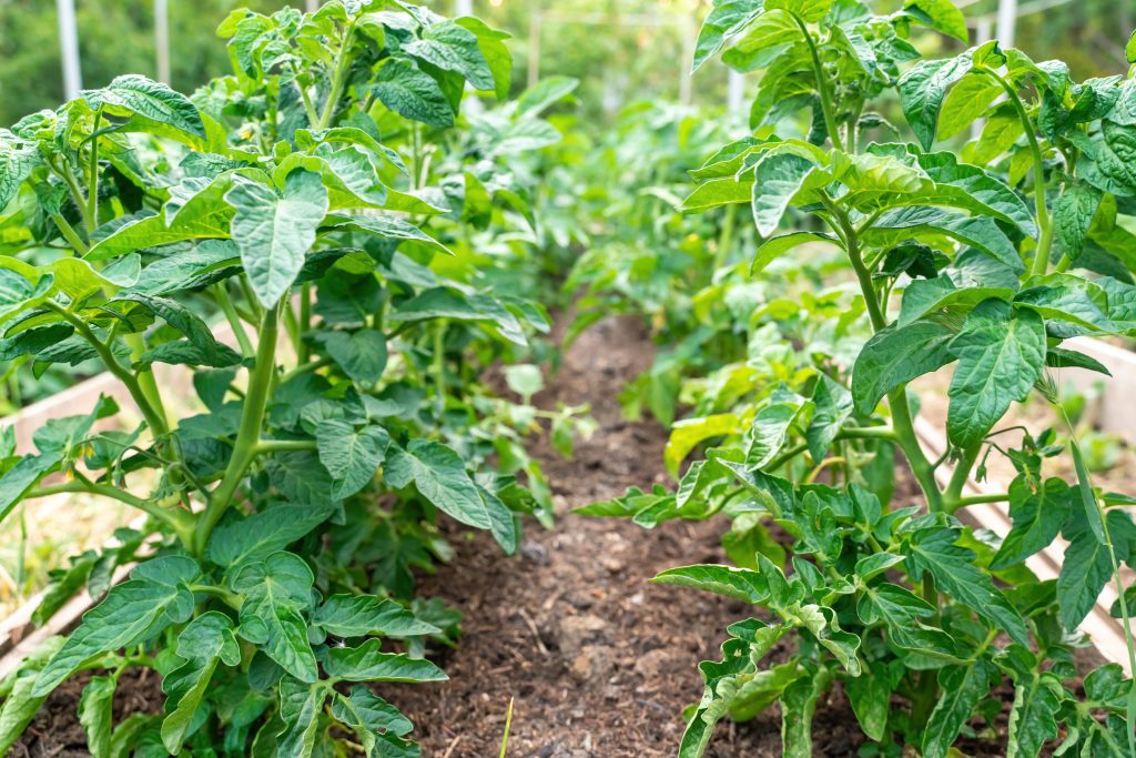 Tomato plants growing outdoors in a garden.