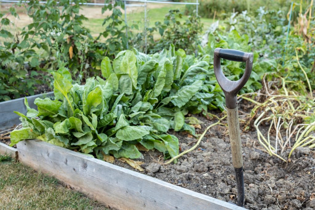 wooden garden fork handle and vegatable patch, selected focus, background blur