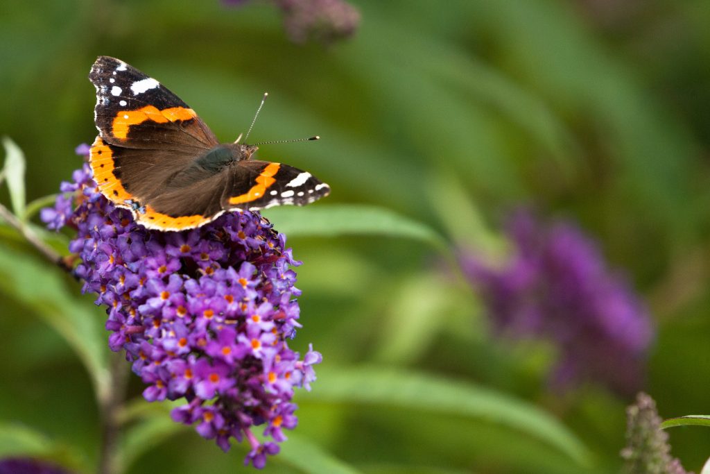 A red admiral butterfly resting on a buddleia flower with green vegetation in the background
