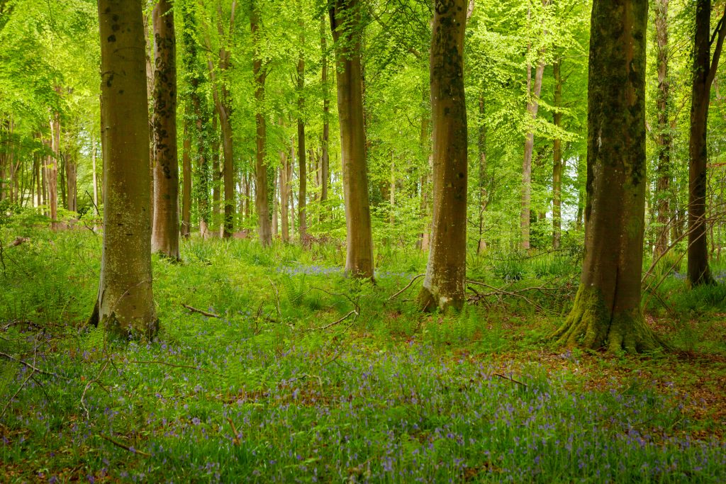 Woodland in Spring in Wiltshire, Uk