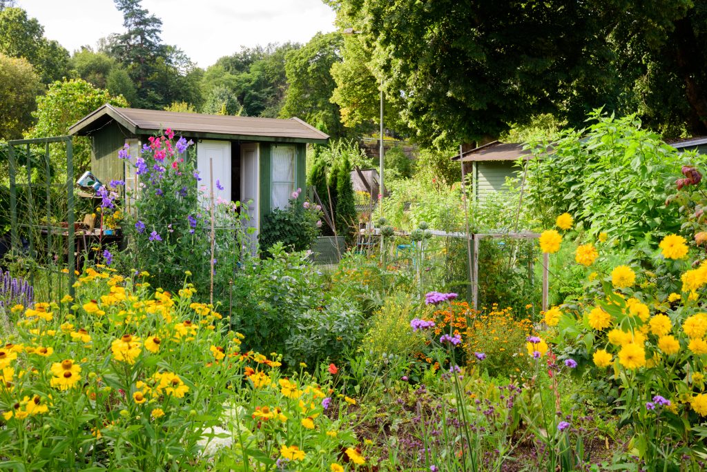 An allotment garden filled with flowers. A green wooden shed with white door and window in the background.